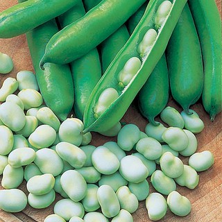 เมล็ด ถั่วปากอ้า - Fava Windsor Bean