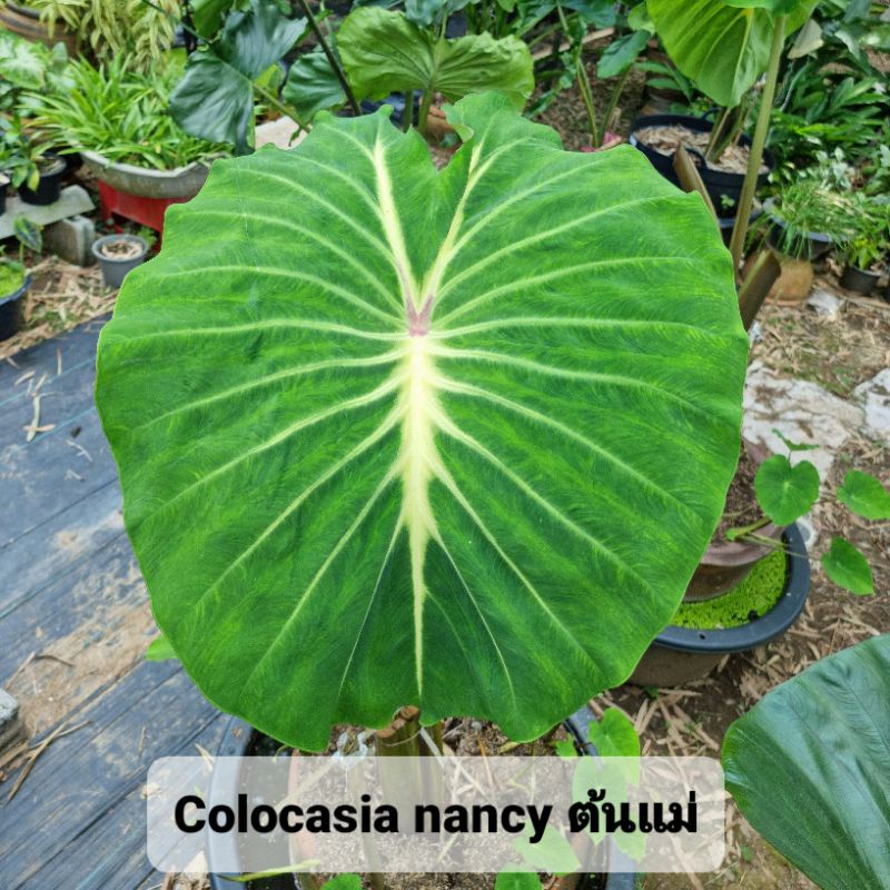 🌿 colocasia nancy บอนแนนซี่