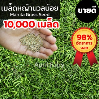 [10,000+เมล็ด] เมล็ดหญ้านวลน้อย เมล็ดพันธุ์หญ้า เมล็ดหญ้า หญ้านวลน้อย Manila Grass Seed หญ้าปูสนาม สนามหญ้า ขายดี!