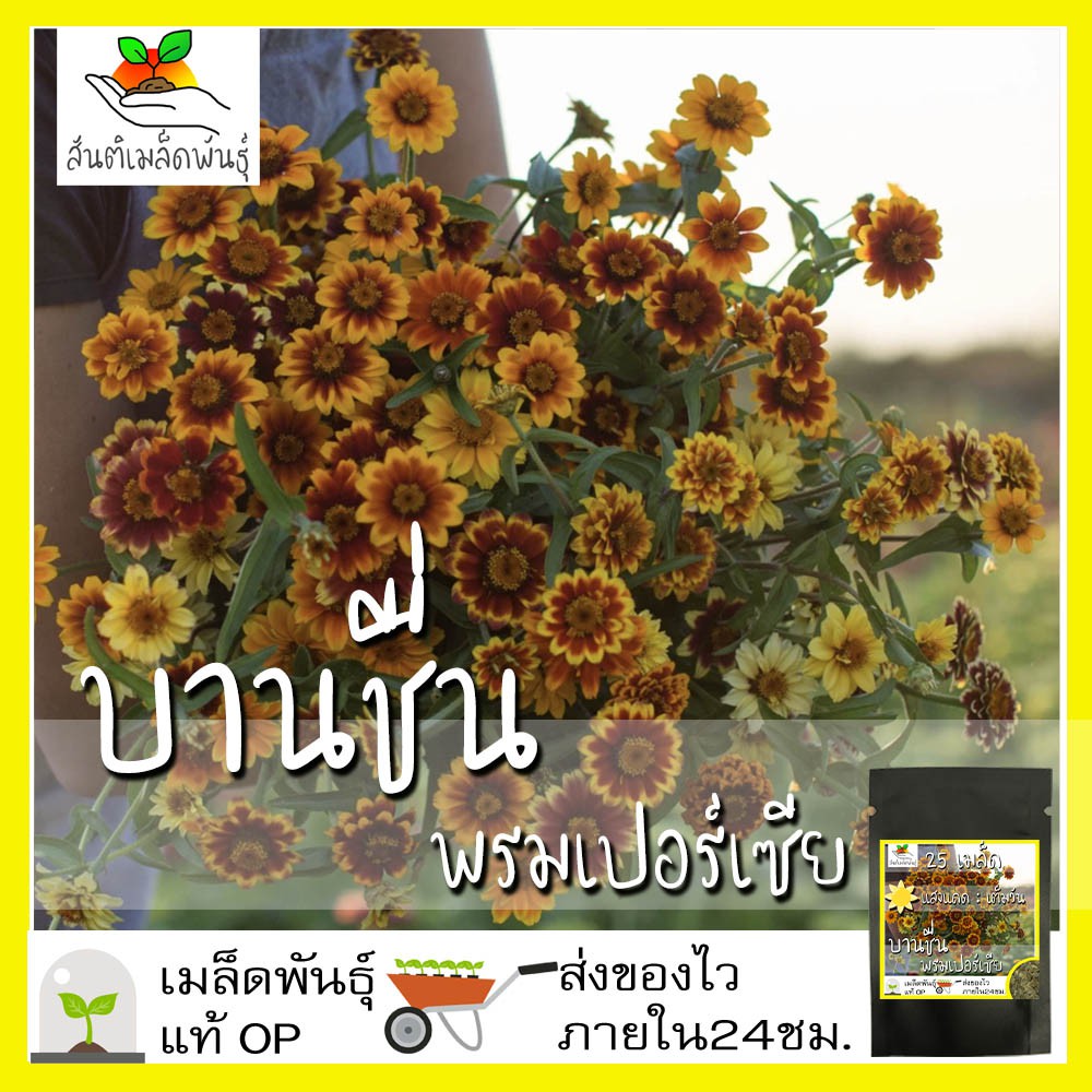 เมล็ดพันธุ์ บานชื่นแคคตัสคละสี 100 เมล็ด Mixed Cactus Zinnia Seed เมล็ดพันธุ์แท้ นำเข้าจากต่างประเทศ ปลูกผัก บานชื่น ดี