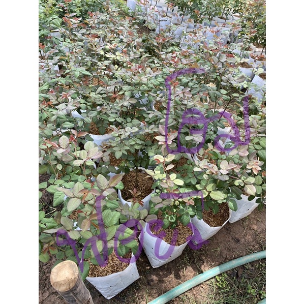 กุหลาบ สายพันธุ์ฟอร์ยัวโฮม กุหลาบพุ่ม หอมแรง - รูปที่ 4