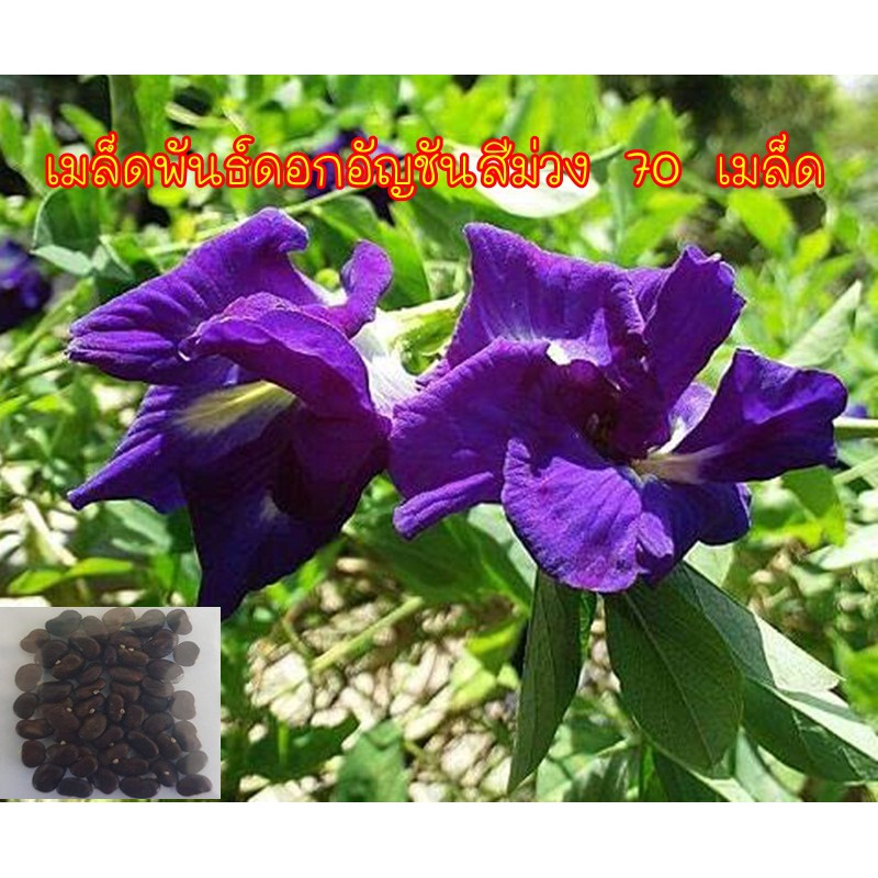 เมล็ดดอกอัญชันสีม่วง พันธ์ดอกใหญ่ 70 เมล็ด
