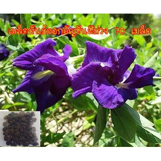 เมล็ดดอกอัญชันสีม่วง พันธ์ดอกใหญ่  70 เมล็ด