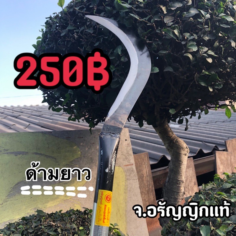ขอลา ด้ามแป๊ป ขอด้ามยาว มีดอรัญญิกแท้ จ้อย อรัญญิกแท้