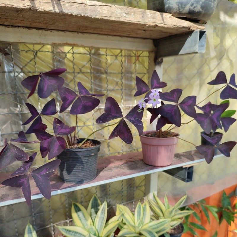 ผีเสื้อราตรี กระถาง4-6" ( oxalis triangularis)