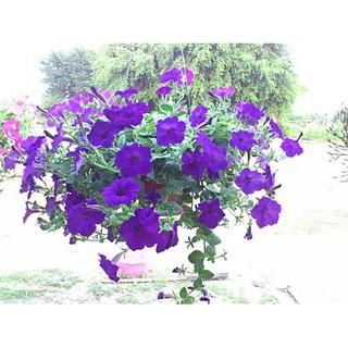 เมล็ดพันธุ์ ดอกพิทูเนีย คละสี (Petunia)200 เมล็ด ปลูกง่าย ปลูกได้ทั่วไทย