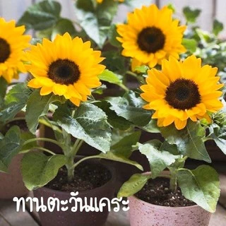 เมล็ดพันธุ์ ทานตะวันแคระ 10 เมล็ด Big Smile Sunflower Seed เมล็ดพันธุ์แท้100%