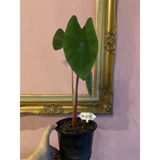 Colocasia Hawaii punch 🪴ก้านแดง♥️♥️