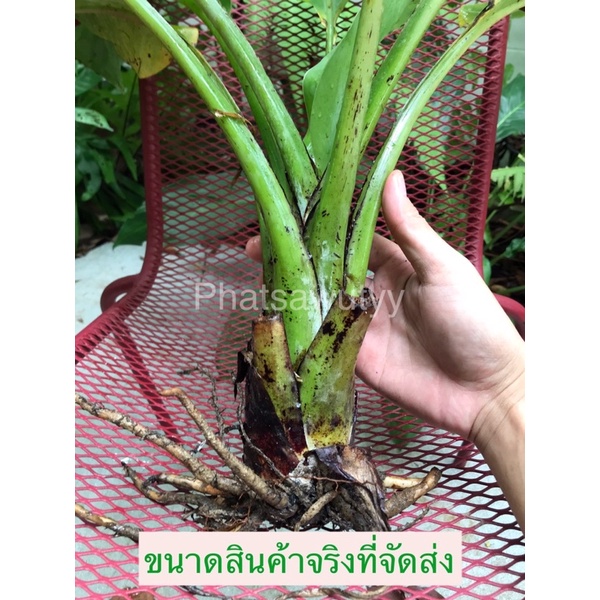 กล้วยผาแดง กล้วยหายาก ลำต้นอวบ ทรงสวย ใช้จัดสวนสวยมากๆ - รูปที่ 3