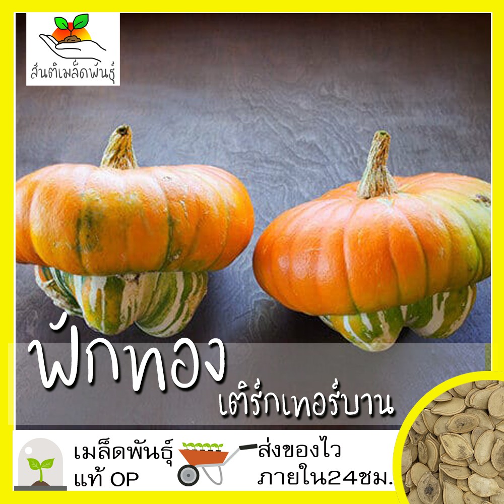 เมล็ดพันธุ์ ฟักทอง เติร์กเทอร์บาน 10 เมล็ด Turk's Turban Squash Seed เมล็ดพันธุ์แท้ นำเข้าจากต่างประเทศ ปลูกผัก สวนครัว
