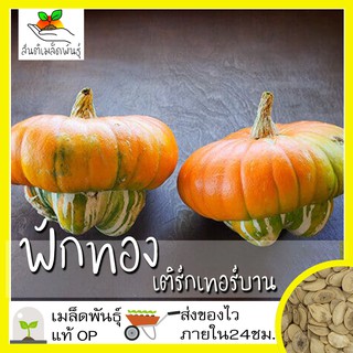 เมล็ดพันธุ์ ฟักทอง เติร์กเทอร์บาน 10 เมล็ด Turks Turban Squash Seed เมล็ดพันธุ์แท้ นำเข้าจากต่างประเทศ ปลูกผัก สวนครัว