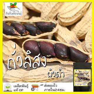 เมล็ดพันธุ์ ถั่วลิสงผิวดำ 20 เมล็ด Black Peanut เมล็ดพันธุ์แท้ นำเข้าจากต่างประเทศ พืชผัก สวนครัว ปลูกง่าย โตไว