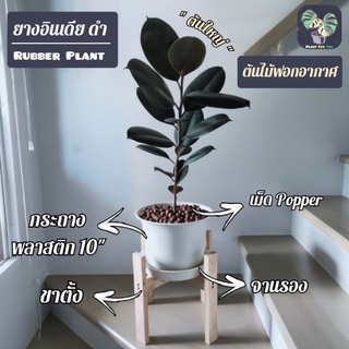 🌳ต้นยางอินเดีย(ดำ-ด่าง-แดง)(ต้นใหญ่)Rubber Plantต้นไม้ฟอกอากาศ ต้นสูง60-80ซม.พร้อมกระถางพลาสติก10"+จานรอง+Popper+ขาตั้ง