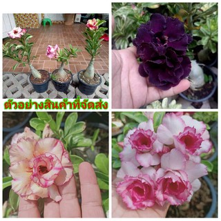 (ขาย ต้นพันธุ์) มีสีให้เลือก ดอก ต้น ชวนชม กุหลาบทะเลทราย ( Desert Rose ) Adenium fadel