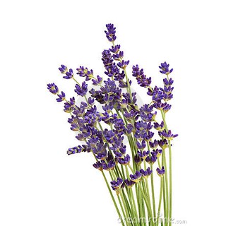 เมล็ดลาเวนเดอร์  - English Lavender Flower