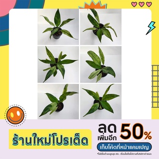 เดหลีด่าง Peace lily กระถางขนาด 5-6 นิ้ว เลือกต้นได้