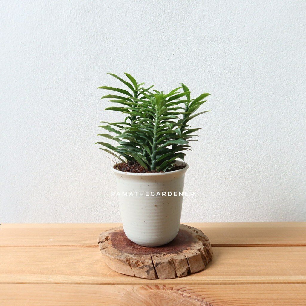 มุมมอง 4