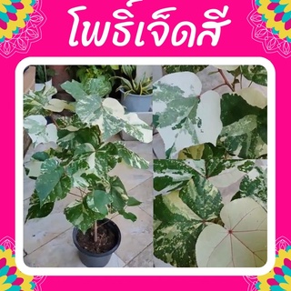 ต้นโพธิ์ด่าง โพธิ์เจ็ดสี โพธิ์สามสี โพธิ์ทะเลด่าง