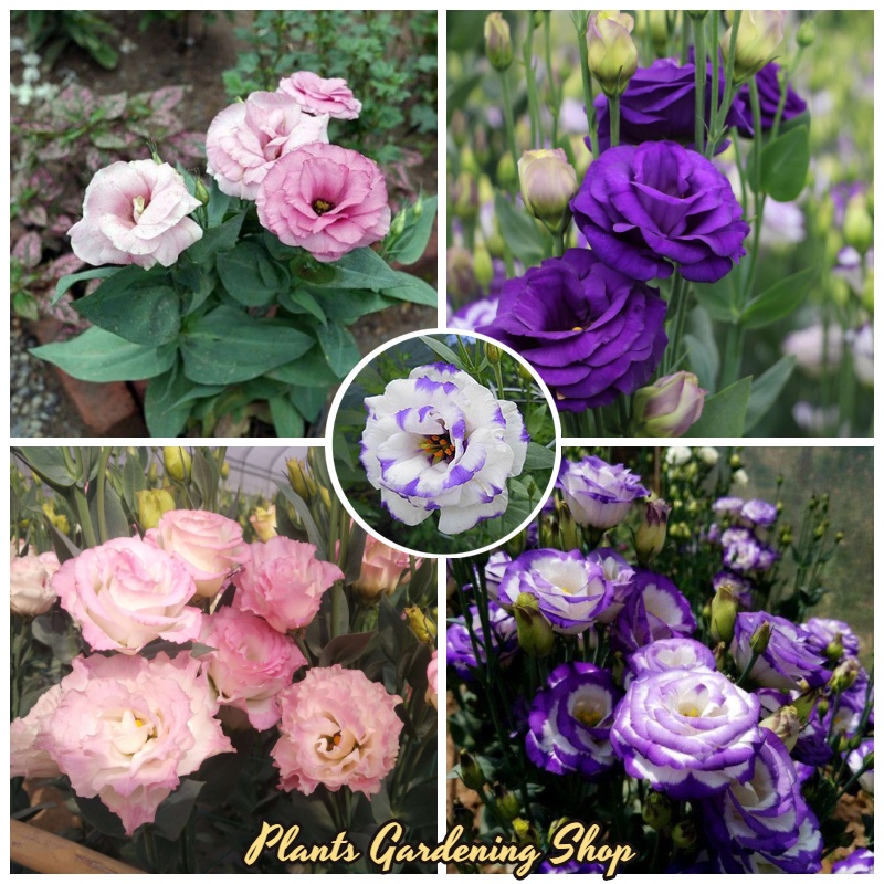 eustoma seeds ถูกที่สุด พร้อมโปรโมชั่น ธ.ค. 2025 | BigGoเช็คราคาง่ายๆ