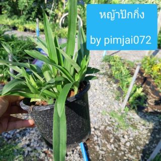 หญ้าปักกิ่ง สมุนไพรฤทธิ์เย็น ปลูกง่ายทานได้บ่อยๆ