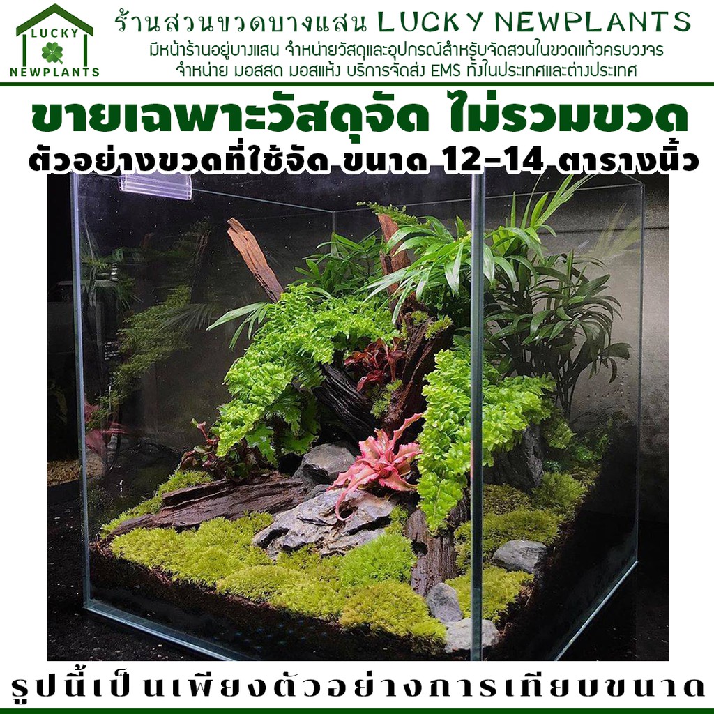 ชุดจัดสวนในขวดแก้ว ขนาดใหญ่พิเศษ จัดได้ 12-14 ตารางนิ้ว ราคา ถูกที่สุด ดีลบีเคเค แกลเลอรีภาพที่ 6