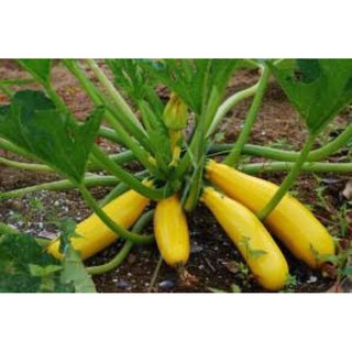 เมล็ดพันธุ์ ซูกินีสีเหลือง (Squash-Yellow Zuccini) ลูกเหลือง หวานอร่อย บรรจุ 10 เมล็ด