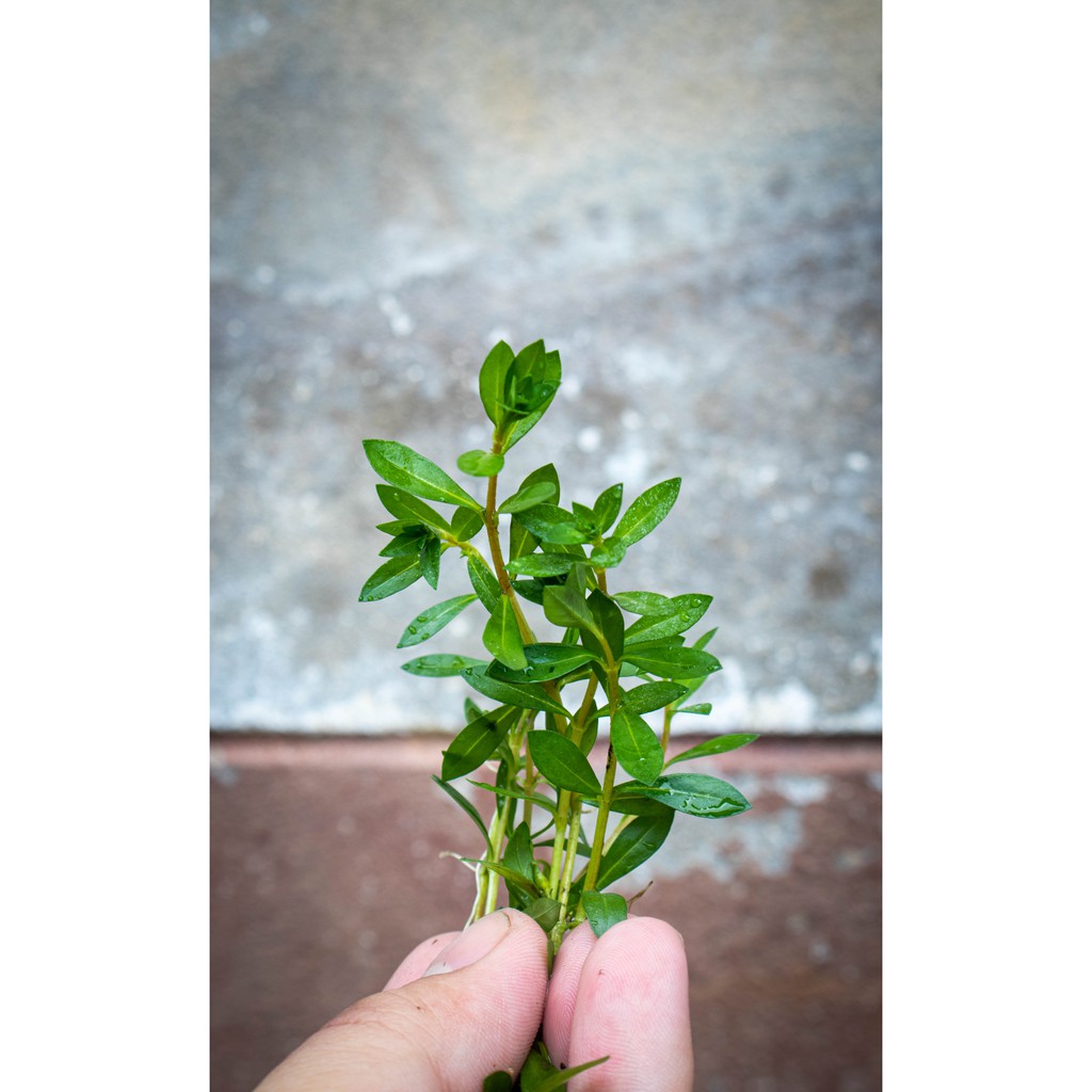 ต้นไม้น้ำ ลัดวีเจีย ใบเข็มแดง (อควาต้า) ludwigia arcuata - รูปที่ 2