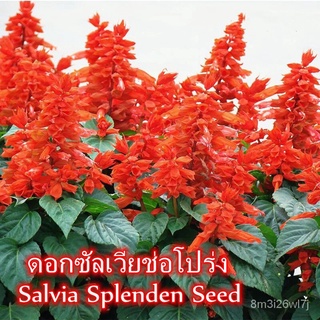 （เมล็ดพันธุ์ ถูก คละ）เมล็ดพันธุ์ 100 เมล็ด ดอกซัลเวียช่อโปร่ง Flower Seeds เมล็ดพันธุ์พืช เมล็ดดอกไม้ จัดสวน ตกแต่งสวน ต