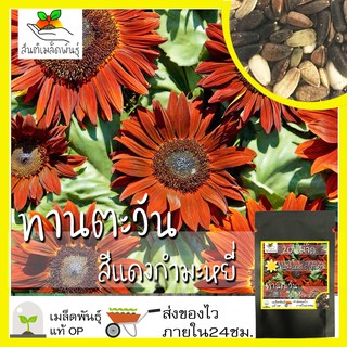 เมล็ดพันธุ์ ดอกทานตะวัน สีแดงกำมะหยี่ 20 เมล็ด Velvet Queen Sunflower เมล็ดพันธุ์แท้ นำเข้าจากต่างประเทศ ปลูกผัก สวนครัว