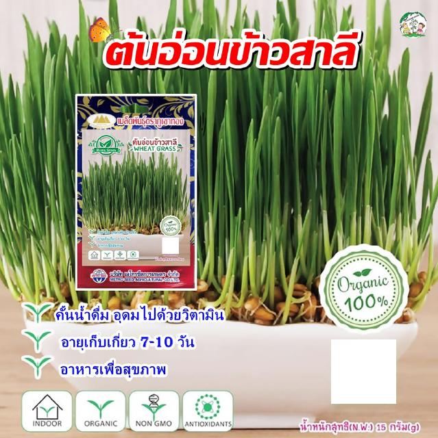 ต้นอ่อนข้าวสาลี WHEAT GRASS ตราภูเขาทอง เมล็ดข้าวสาลี ทานได้ทั้งคนและสัตว์เลี้ยงแสนน่ารัก หญ้าแมว