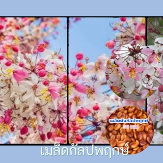 เมล็ดต้นกัลปพฤกษ์  100 เมล็ด เมล็ดพันธุ์ที่สมบูรณ์ คัดเมล็ดแล้วอัตราการงอกสูง