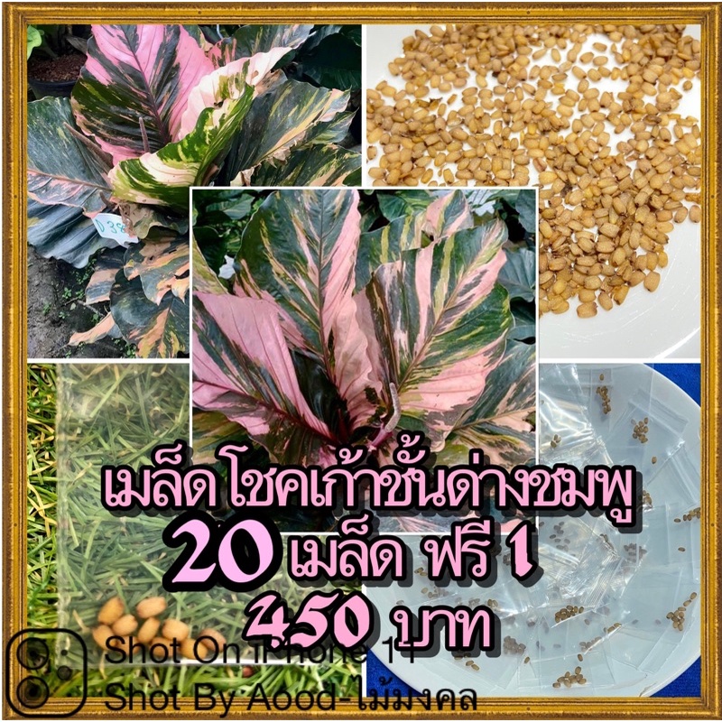 เมล็ดโชคเก้าชั้นด่างชมพู (Anthurium Hybrid) 20 เมล็ด ฟรี 1 เมล็ด 450 บาท