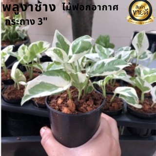 🌱พลูงาช้าง Epipremnum aureum “Pearls And Jade” 🌿ไม้ฟอกอากาศ 🪴กระถาง 3 นิ้วขายดี