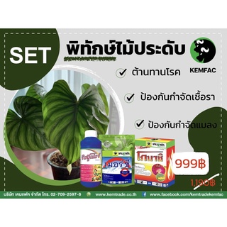 SET พิทักษ์ไม้ประดับ "ครบชุด 3 ตัว" ริชซูเปอร์+เมอร์ซี่+โกบาชิ