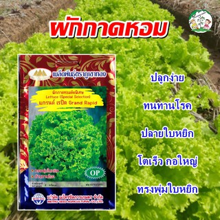 เมล็ดผักกาดหอมคัดพิเศษ แกรนด์ เรปิด Grand Rapid เมล็ดผักกาดหอม เมล็ดพันธุ์ผักกาดหอม เมล็ดผักสวนครัว ตราภูเขาทอง