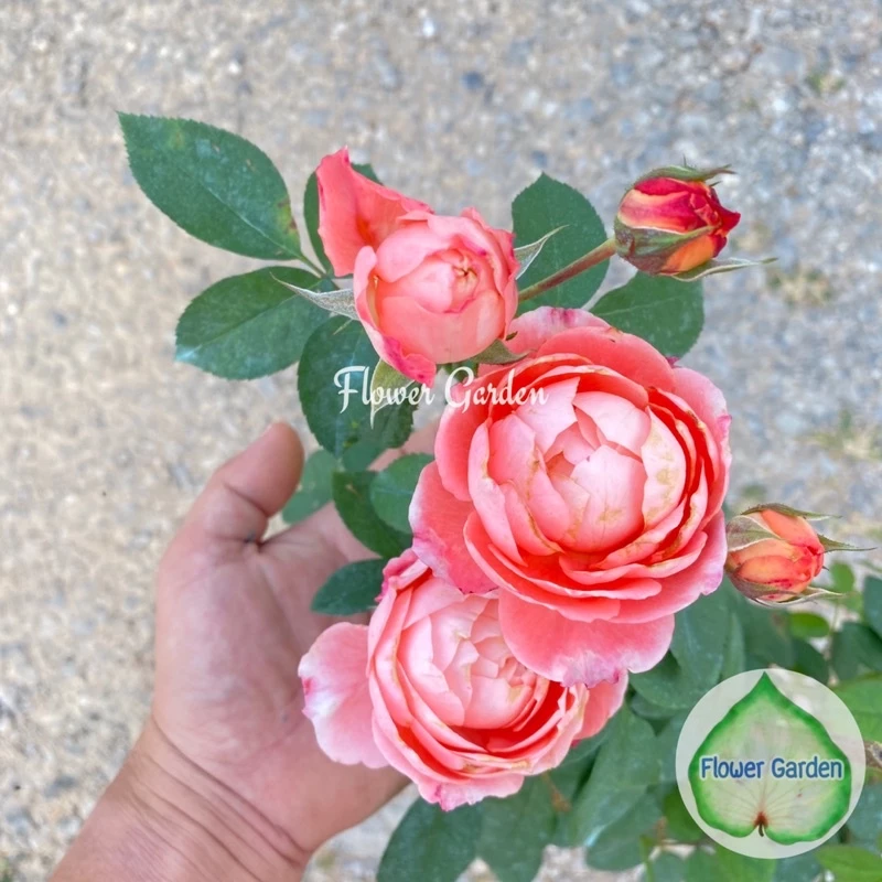 F546 กุหลาบ Romantic Tutu (โรแมนติก ตูตู) กุหลาบเลื้อยญี่ปุ่น พุ่มสูง กลิ่นหอม สีส้ม-ชมพู ดอกกลมเป็นช่อ