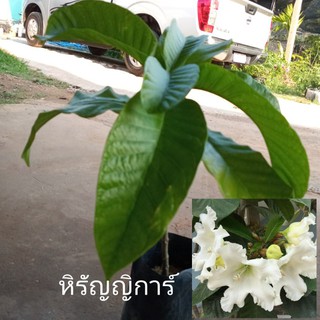 หิรัญญิการ์ไม้ไทยดอกหอมดอกใหญ่สีขาวเลื้อย