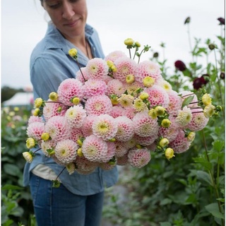 1 หัว/ออเดอร์ รักเร่ Dahlia สายพันธุ์ Wizard of Oz Dahlias หัวรักเร่ ดอกไม้ หัวหน่อ เหง้า นำเข้า เนเธอร์แลน หัวสดใหม่