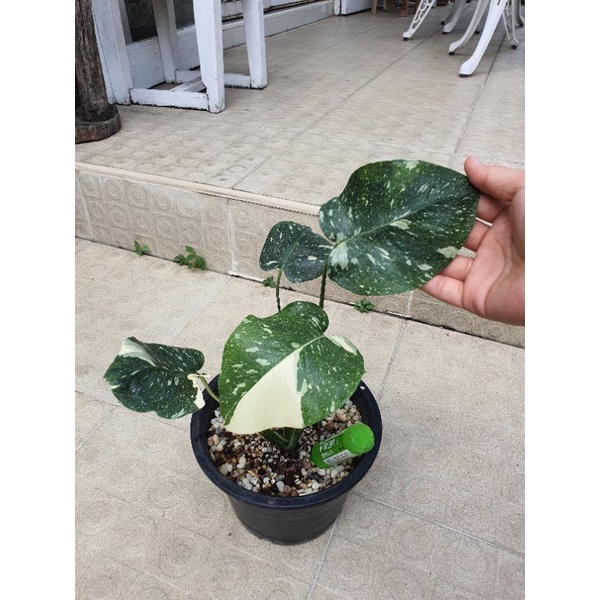 🇹🇭 มอนสเตอร่าไทยคอนด่าง 🪴Monstera Thai constellation Variegated คัดลายพิเศษ ด่างเยอะ