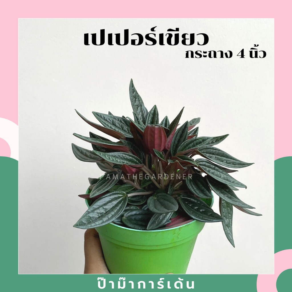 ต้นเปเปอร์เขียว มาในกระถางพร้อมตั้ง