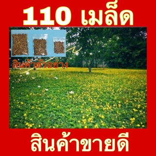 เมล็ดพันธุ์ ถั่วบราซิล **บรรจุ 110 เมล็ด** ทนแล้ง ตกแต่งสวน ปลูกแทนหญ้า กำจัดวัชพืช ช่วยบำรุงดิน รักษาความชื้นในดิน