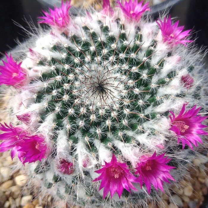แมมแม่เฒ่า Mammillaria hahniana ไม้เมล็ด 3-4 ซม. ต้นแคคตัส ต้นกระบองเพชร (กรุณาอ่านรายละเอียดก่อนทำการสั่งซื้อครับ)