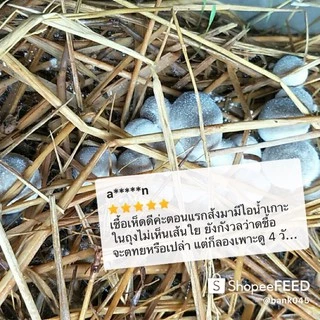 เชื้อเห็ดฟาง เห็ดฟาง 5 ก้อน+อาหารเสริมเห็ด 5 ถุง+แป้งข้าวเหนียว 5 ถุง
