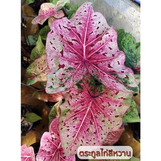 บอนมี 🐥🐥ตระกูลไก่ 🐔🐔กัดสีสวยๆ จัดส่งทั้งกระถาง❇️🍀