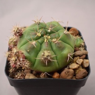 ต้นกระบองเพชร,แคคตัส Gymnocalycium Cactus ยิมโนแม่ลูกดก