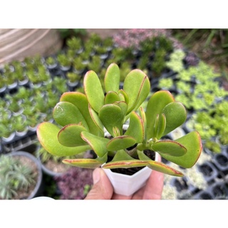 Crassula ovata "Hummels Sunset" (Golden Jade Tree) #คลาสซูล่า ต้นใบเงิน (ใบใหญ่) กระถาง 2.5 นิ้ว