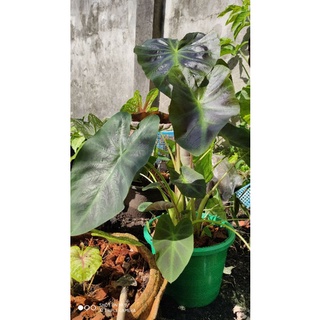 Colocasia Aloha บอนอโลฮ่า (ตัดสด)