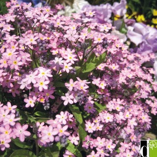 เมล็ดพันธุ์ ฟอร์เก็ตมีน็อท สีชมพู (Forget Me Not Flower Seed) บรรจุ 10 เมล็ด