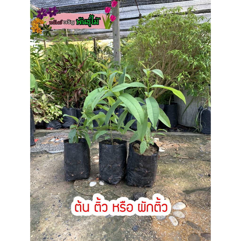 ต้นผักติ้ว ผักแต้ว ผักพื้นบ้าน แบบยอดแดง สูง 40-50 cm.  พร้อมส่ง สำคัญกรุณาสั่งซื้อในเวลา12:00น.-00:00น.