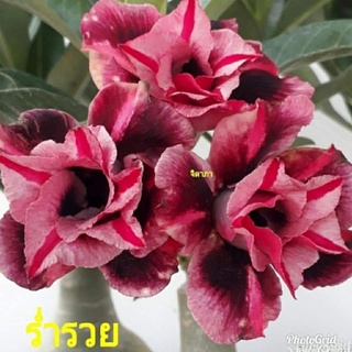 12 เมล็ด เมล็ดพันธุ์ ชวนชม สายพันธุ์ไต้หวัน ดอกสีม่วง Adenium Seeds